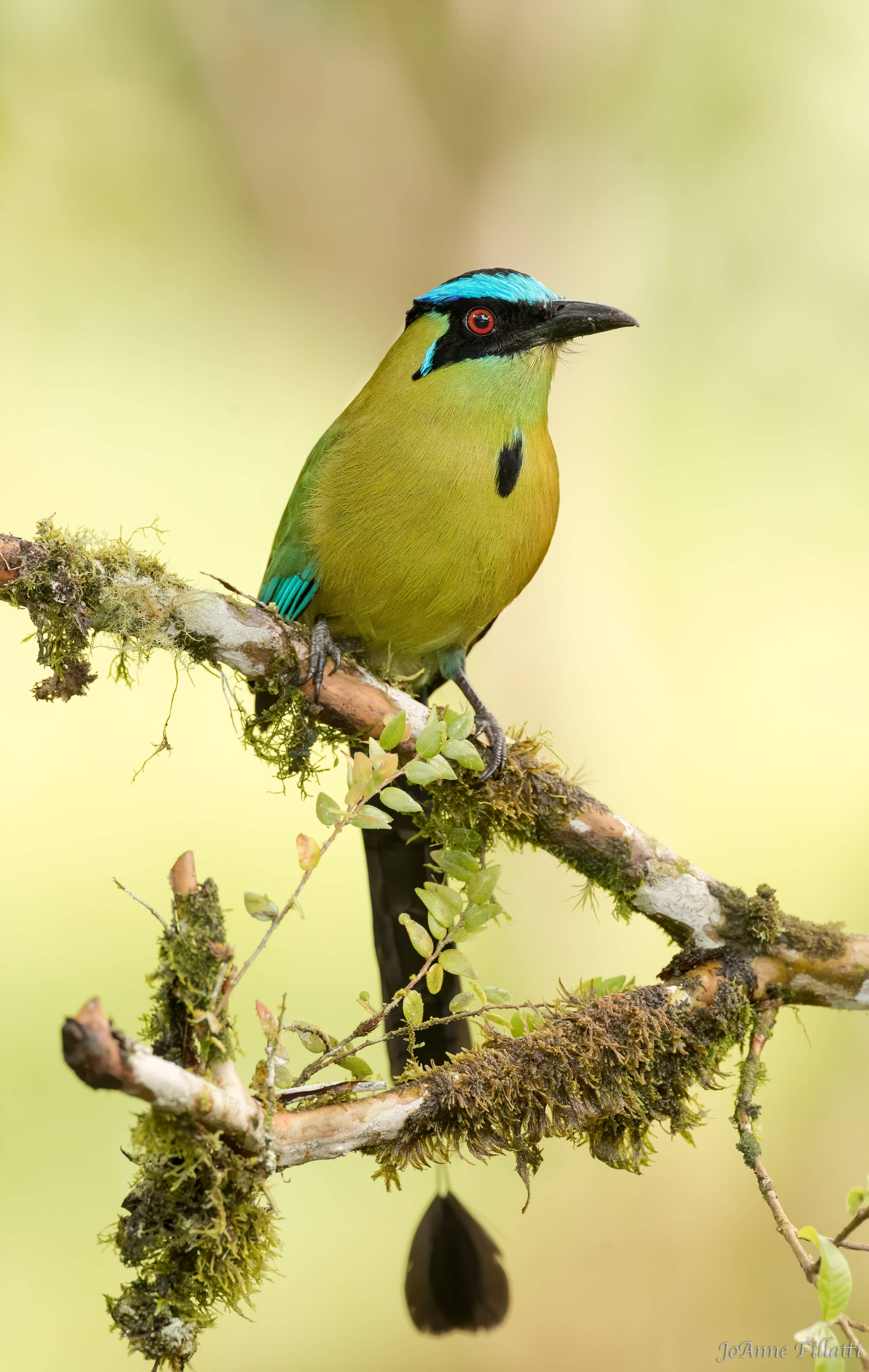 bird of colombia image 19